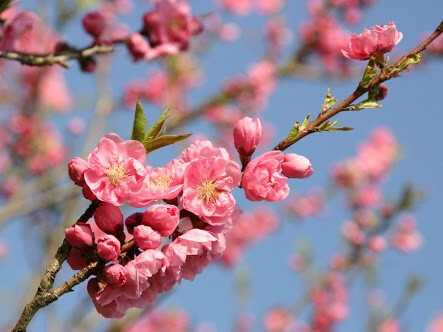 3月3日の誕生花と花言葉♪桃
