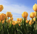 3月20日の誕生花と花言葉♪黄色のチューリップ
