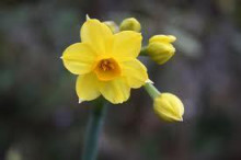 4月3日の誕生花と花言葉♪「黄水仙」
