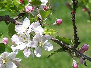 5月11日の誕生花と花言葉♪「りんご」