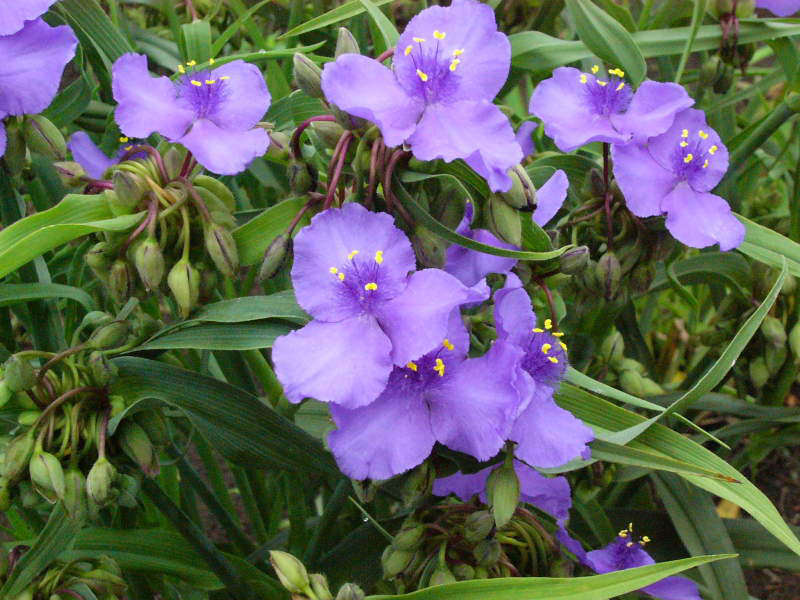6月6日の誕生花と花言葉♪「紫露草」