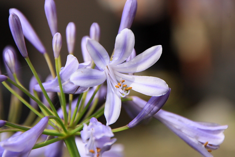 6月11日の誕生花と花言葉♪「紫君子蘭」