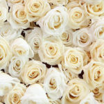 6月17日の誕生花と花言葉♪「白薔薇」