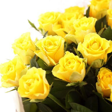 7月21日の誕生花と花言葉♪バラ(黄色)