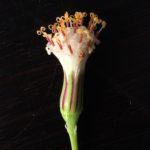 グリーンネックレスの花を徹底解剖！キク科の理由はここにあった！ 多肉植物の豆知識　