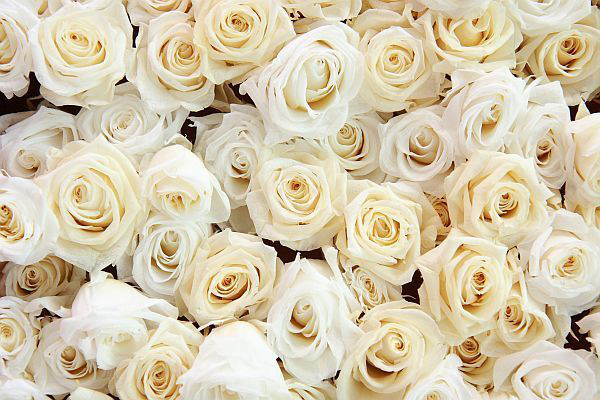 6月17日の誕生花と花言葉 白薔薇 もじゃさん工房
