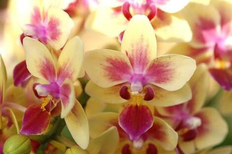 胡蝶蘭 誕生花 花言葉