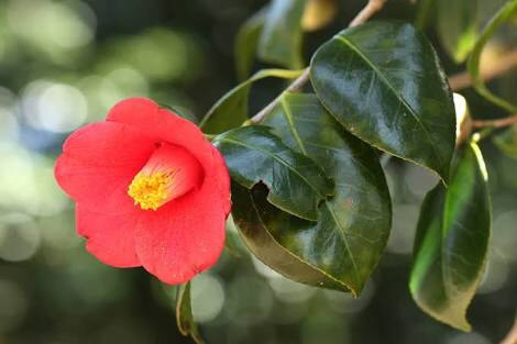 誕生花 花言葉 椿 camellia