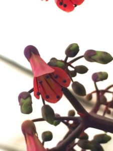 子宝草花