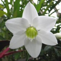 新着2 月 22 日 誕生 花 すべての美しい花の画像