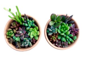 寄せ植えサンプル俯瞰