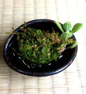 苔玉多肉 アロマティカス