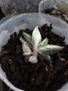 多肉植物 ガステリア 美鈴の富士錦