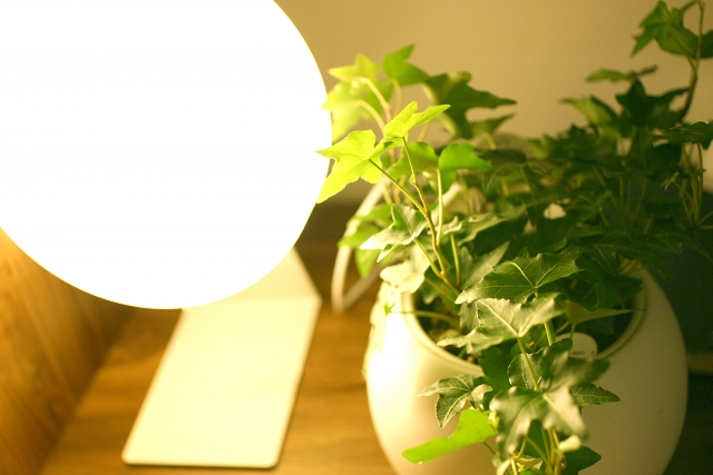 お洒落な植物用LED 多肉植物が徒長しないか実験してみた！