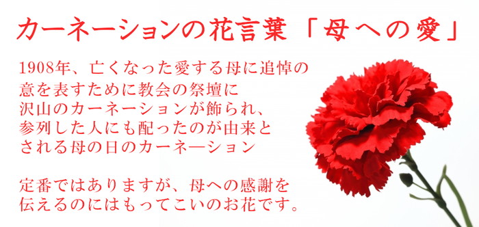 胡蝶蘭とカーネーションの花束 カーネ説明