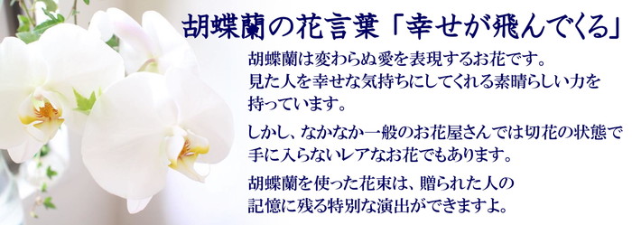 胡蝶蘭とカーネーションの花束 胡蝶蘭説明