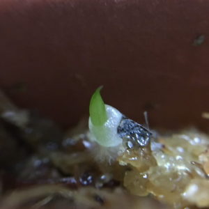 ハオルチア　種まき 幼葉 ポケモンっぽい