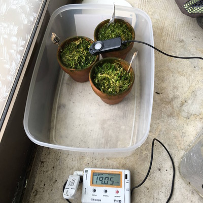 多肉植物 明るさ 照度計で測ってみた すりガラス ハオルチア置いているとこ