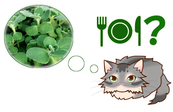 アロマティカスを猫が食べると中毒の可能性が。ネコは植物にじゃれるけど有害なものが多いです。