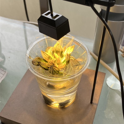 しわしわアトロフスカミュータント錦を水耕栽培で救う実験 植物用LEDライト始動