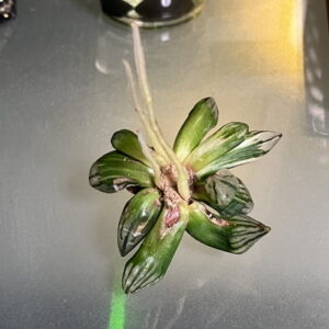 しわしわアトロフスカミュータント錦を水耕栽培で救う実験 30日目 根の長さがすごい