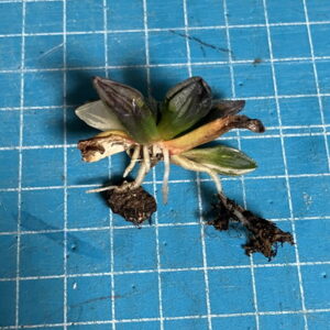 しわしわアトロフスカミュータント錦を水耕栽培で救う実験 31日目 土植えの別個体の根っこ