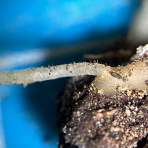 しわしわアトロフスカミュータント錦を水耕栽培で救う実験 31日目 土植えの別個体の根の先端