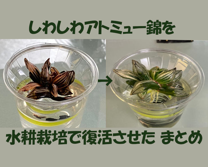 サムネ用 シワシワアトミュー錦 実験結果
