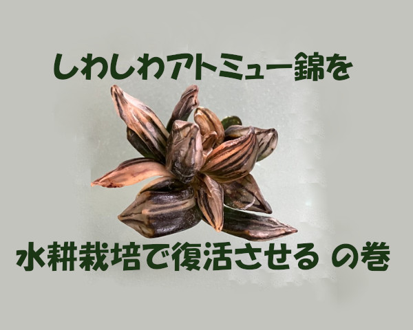 しわしわアトミュー錦を復活させるやつのサムネイル