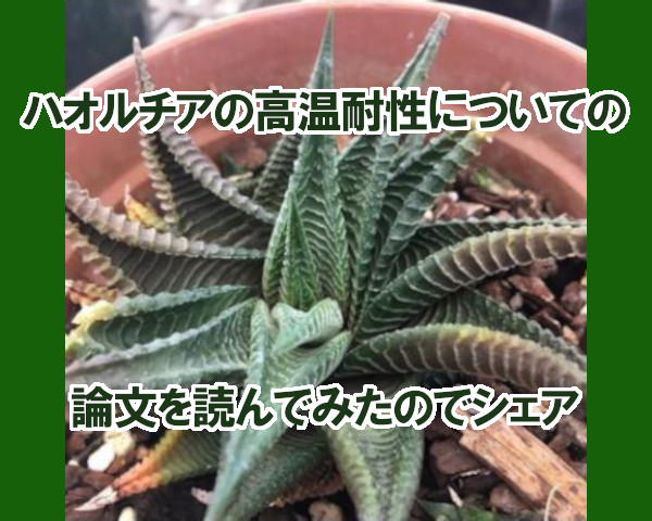 ハオルチアの高温耐性についての論文を読んでみた