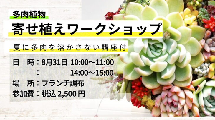 8/17(土) →8/31(土)に変更になりました。ブランチ調布 多肉植物寄せ植えワークショップ開催します！ 植物の専門家が教える 夏に多肉を溶かさない講座付