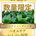 ハオルチアハイパー福袋販売します！