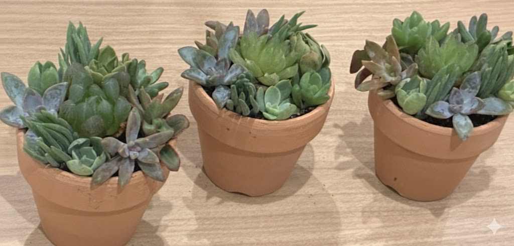 20251105 三鷹まちゼミ 多肉寄せ植えワークショップ 作品集