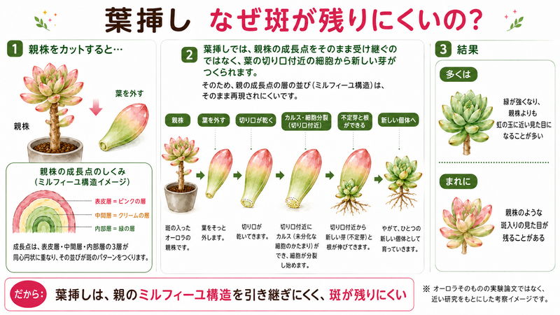 葉挿しに綺麗な斑が入りにくい理由の図説