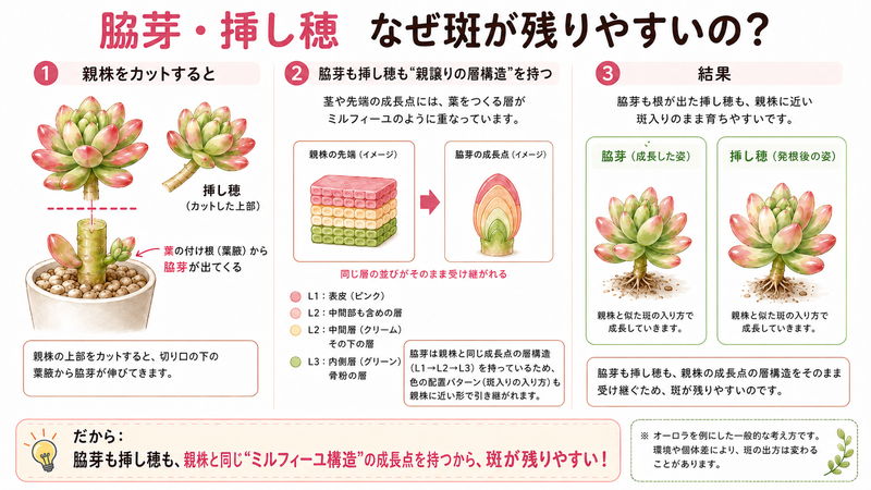 脇芽や挿し穂に斑が残りやすい理由の図説