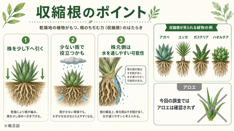 収縮根が株を土中へ引き下げ、少雨環境での水利用にも関わる可能性を示した概念図