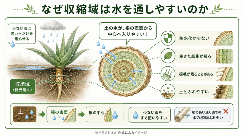 収縮根が株の位置調節、少雨環境への適応、株元での水の通りやすさ、進化との関係を持つことをまとめた図
