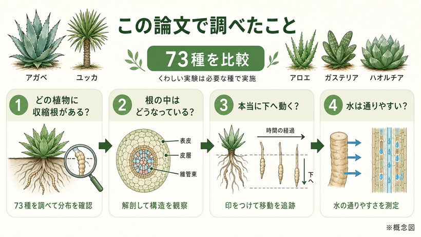 Northら2008年の研究で、収縮根の分布、内部構造、株の移動、水の通りやすさを調べた流れ