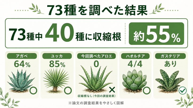 73種中40種に収縮根が確認され、アガベ64%、ユッカ85%、調査したアロエでは確認されなかった結果