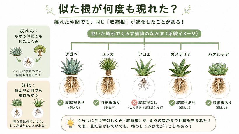 異なる植物群に収縮根が入り組んで分布し、進化の途中で複数回獲得または失われた可能性を示す概念図
