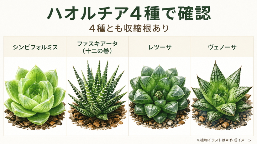 Northら2008年で収縮根ありと判定されたシンビフォルミス、ファスキアータ、レツーサ、ヴェノーサ4種のイメージ