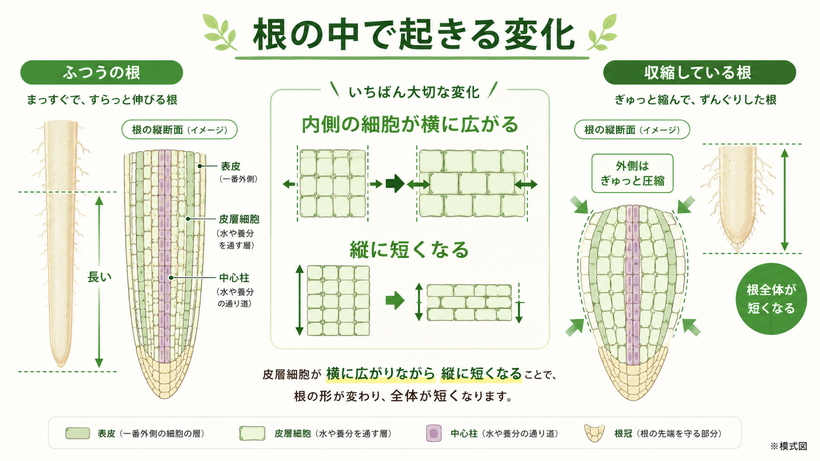 収縮域の皮層細胞が横に広がりながら縦に短くなり、根全体が長さ方向へ縮む仕組みを示した模式図