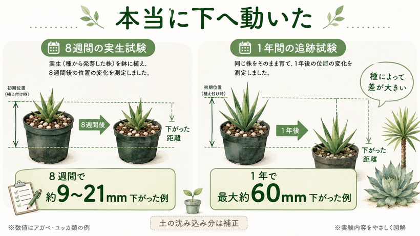 収縮根を持つ植物で株元が実際に下がり、8週間で約9〜21mm、年間では最大約60mm沈下した例を示す図