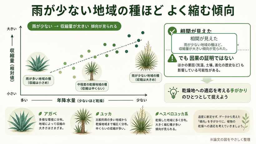 アガベ・ユッカ類で、自生地の年間降水量が少ない種ほど収縮量が大きい傾向が見られたことを示す概念図