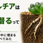 ハオルチアは自分で土に潜るってまじ？収縮根で地中に埋まる仕組みを調べてみた
