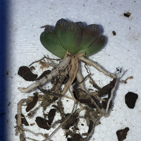 ハオルチアの根っこの写真