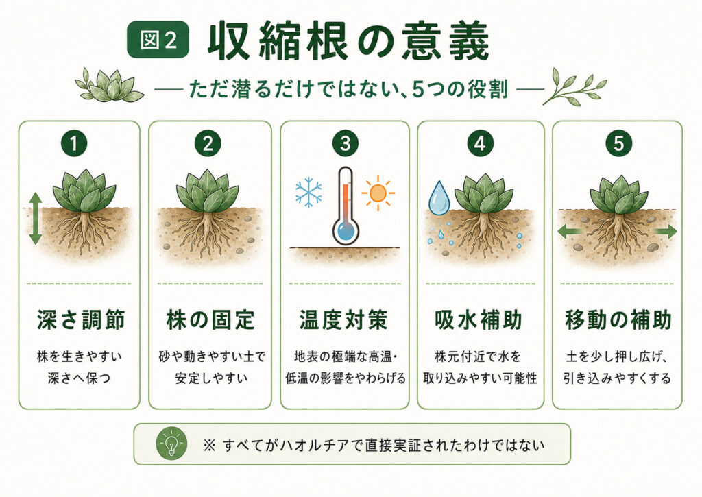 図説 収縮根の意義