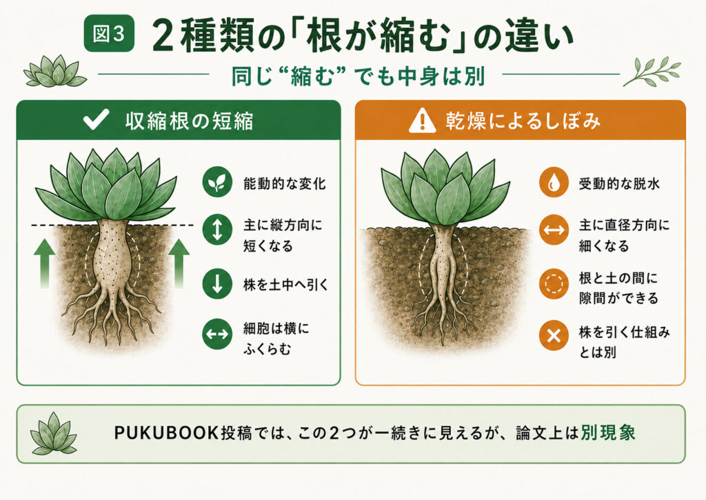 図説 根の二種類の縮む現象