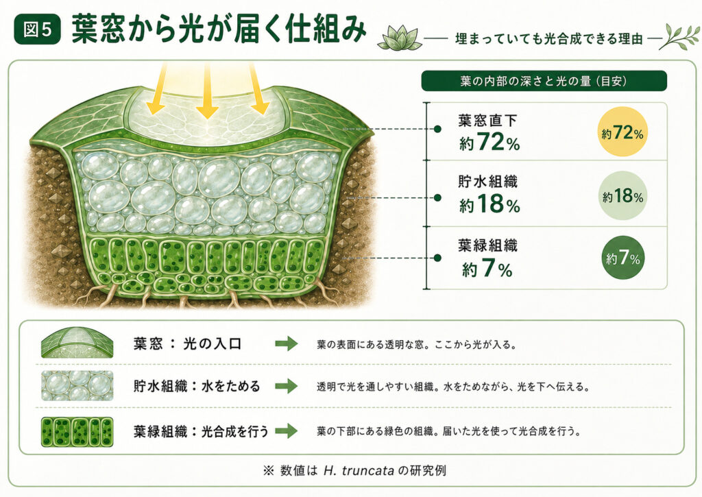 図説 窓から光を取り込む仕組み