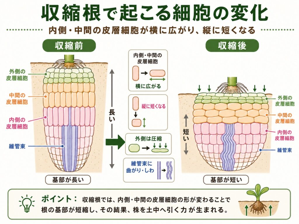 収縮根で起こっている細胞変化のイメージ